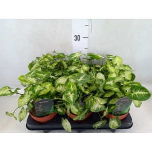 Syngonium  'Pixie'