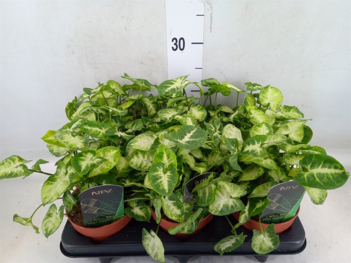 <h4>Syngonium  'Pixie'</h4>