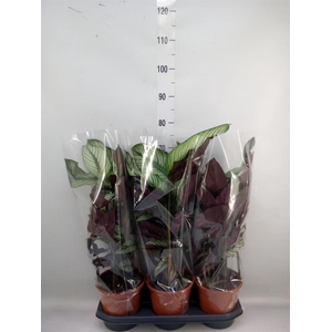 Calathea majestica 'Whitestar'