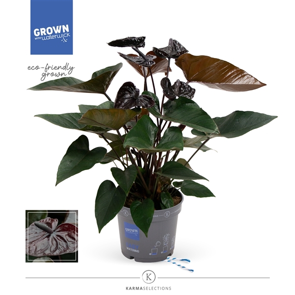 <h4>Anthurium - KARMA Black | 17cm</h4>