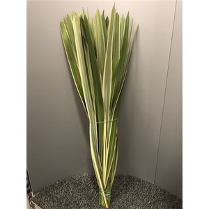 Phormium Tenax Variegatum