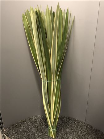 Phormium Tenax Variegatum