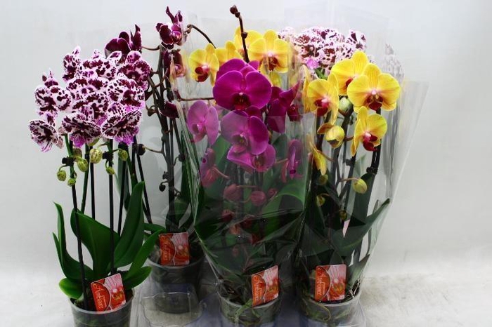 <h4>PHAL EL CASCADE</h4>