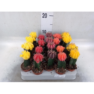 Gymnocalycium mihanov. 'Japan'  mix