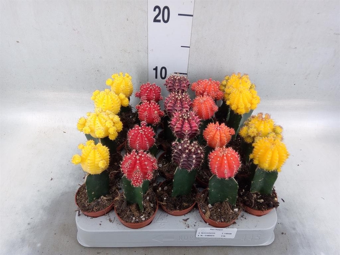 <h4>Gymnocalycium mihanov. 'Japan'  mix</h4>