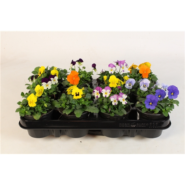 <h4>Viola Cornuta mix in tray 12</h4>