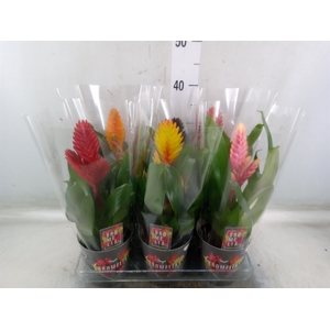 Vriesea   ...mix 6
