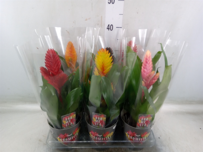 <h4>Vriesea   ...mix 6</h4>