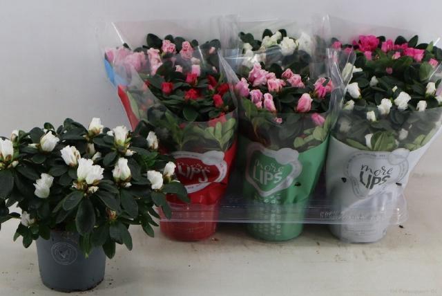 <h4>RHODO SI VOGEL GEM</h4>