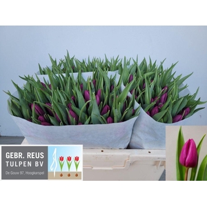 Tulipa si purple prince