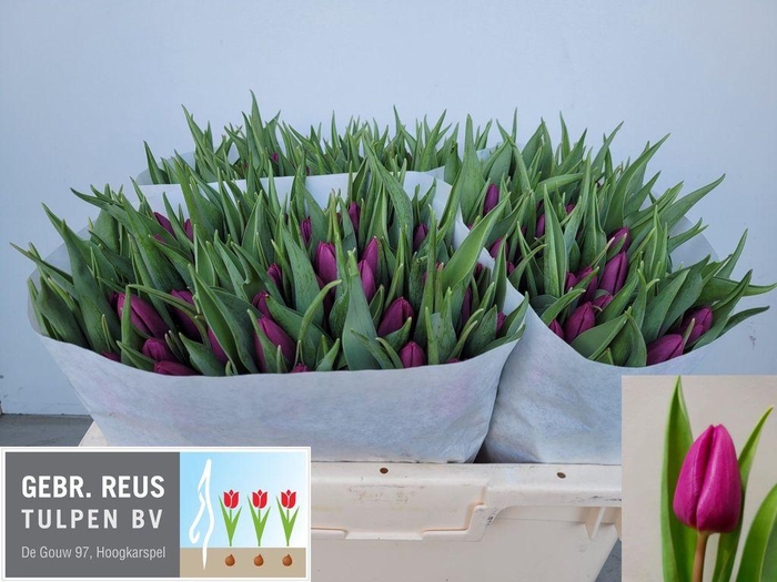 <h4>Tulipa si purple prince</h4>