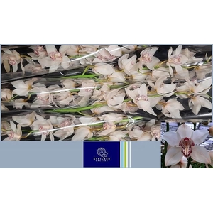 CYMB T MRS SUGAR LEE