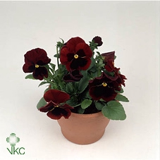 VIO WI DEL RED+BLOTC