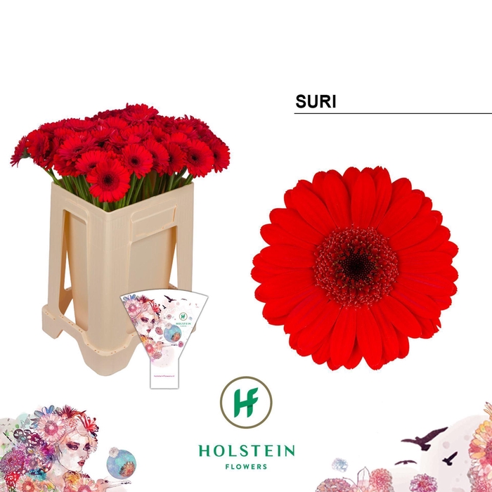 <h4>GERBERA MI 'SURI'</h4>