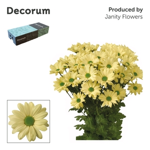 Chr T Kennedy Decorum Cream