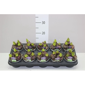 Hyacinthus Blue Star 3pp