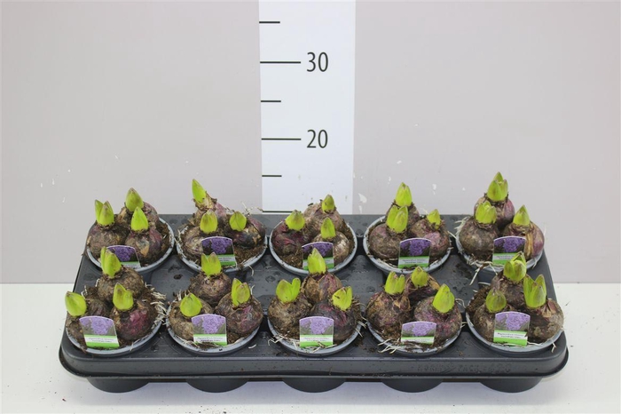 <h4>Hyacinthus Blue Star 3pp</h4>