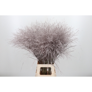 Panicum Kl Bh Champagne