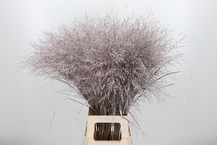 <h4>Panicum Kl Bh Champagne</h4>