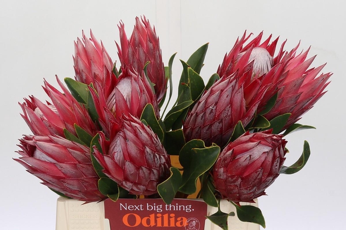 Protea Cynaroides Madiba