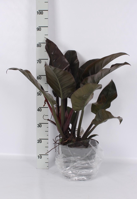 <h4>PHIL IMPERIAL RED</h4>