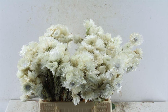 <h4>Kaaps Everlasting White</h4>