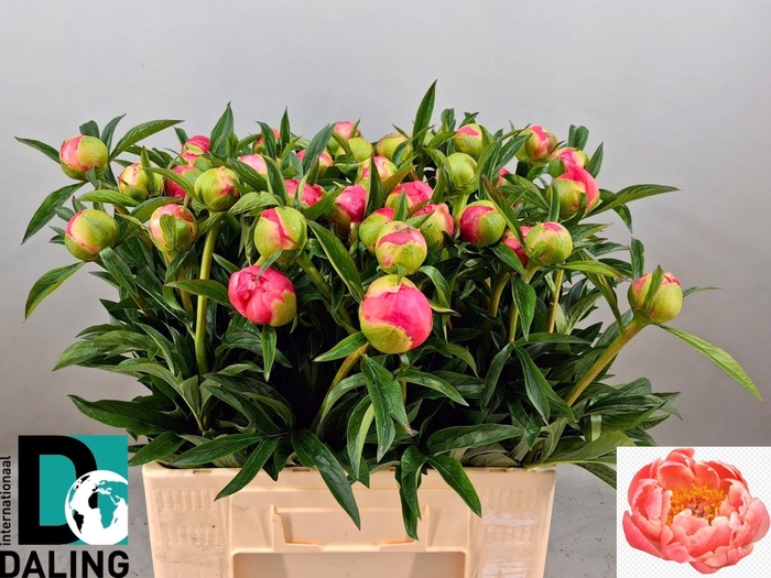 <h4>PAEO  CORAL CHARM</h4>