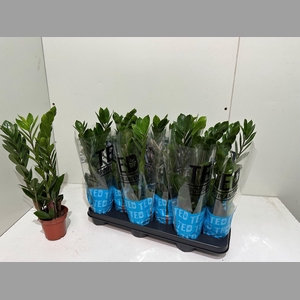 ZAMIO ZAMIIFOLIA
