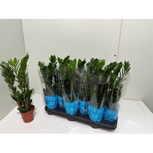 ZAMIO ZAMIIFOLIA