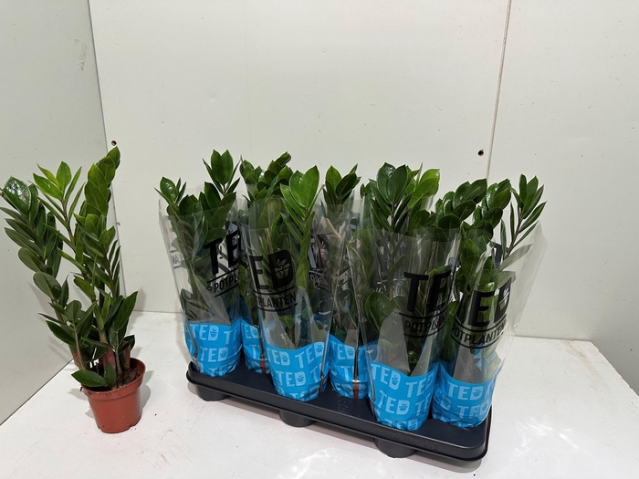 <h4>ZAMIO ZAMIIFOLIA</h4>