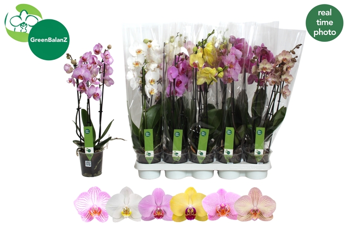 <h4>PHAL GEM 6 KL</h4>