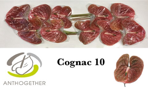 <h4>Anthurium Cognac</h4>