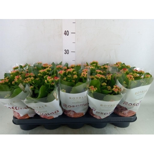 Kalanchoe blos. 'RosDon Justino'