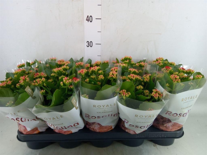 <h4>Kalanchoe blos. 'RosDon Justino'</h4>