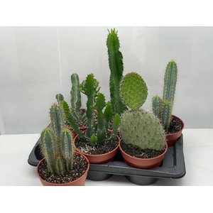 CACTUS GEM