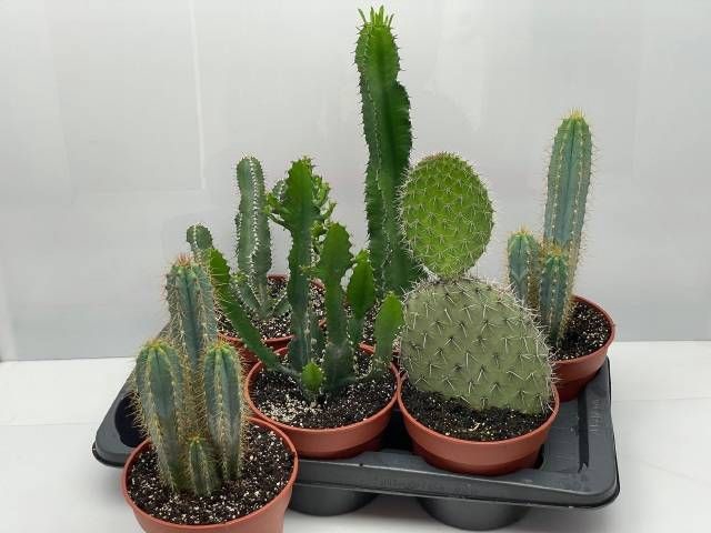 <h4>CACTUS GEM</h4>