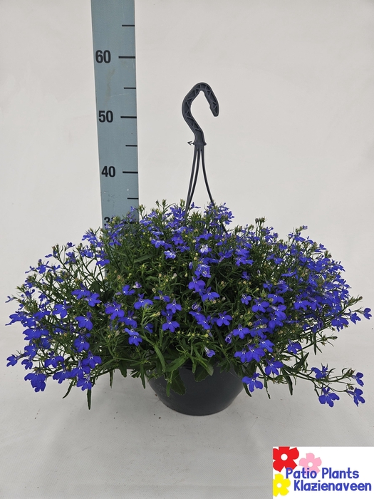 <h4>LOBE ER RICHARDII</h4>