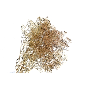 Gypsophila Preserved Mini Natural