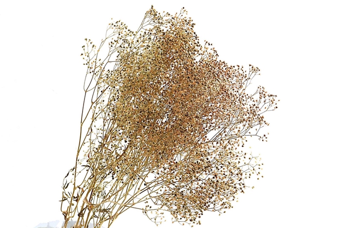 <h4>Gypsophila Preserved Mini Natural</h4>