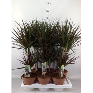 Dracaena   ...mix