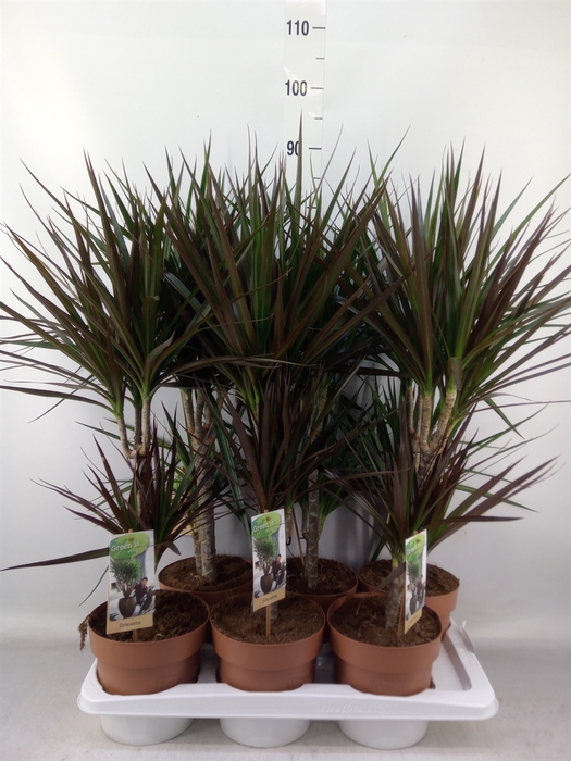 <h4>Dracaena   ...mix</h4>