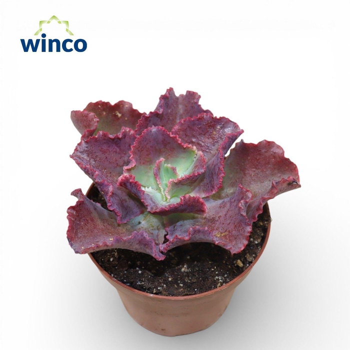 <h4>Echeveria Dick's Pink</h4>