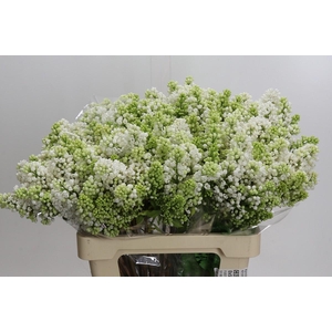 Syringa Vulg Madame Florent Stepman