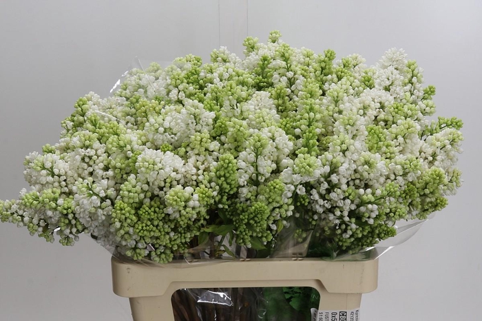 <h4>Syringa Vulg Madame Florent Stepman</h4>