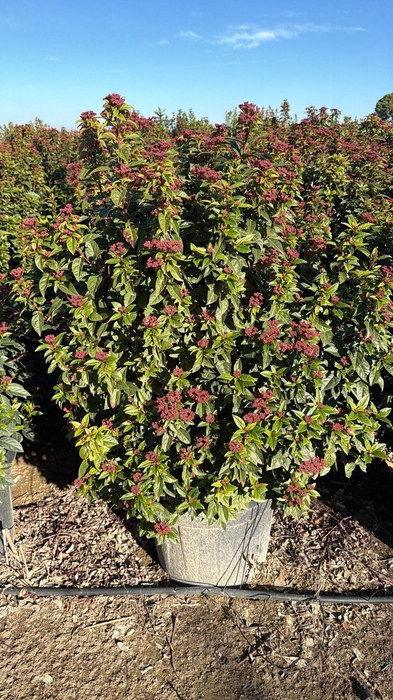 <h4>VIBU TINUS SPIRIT</h4>