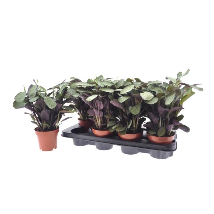 <h4>Ctenanthe burle-marxii Amagris 12Ø 30cm</h4>