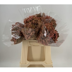 Dr Hydra Annab Stab Old Pink