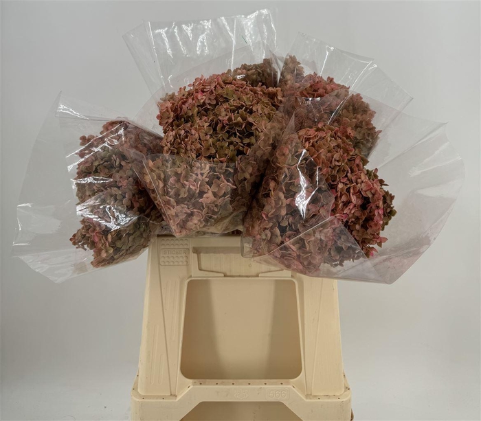 <h4>Dr Hydr Stab Annab Red</h4>