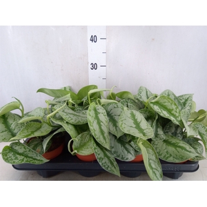 Scindapsus pictus 'Trebie'