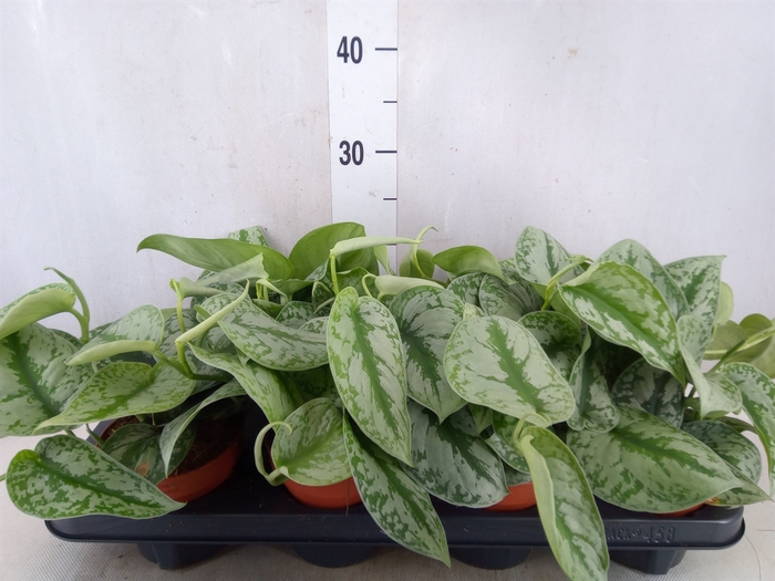 <h4>Scindapsus pictus 'Trebie'</h4>
